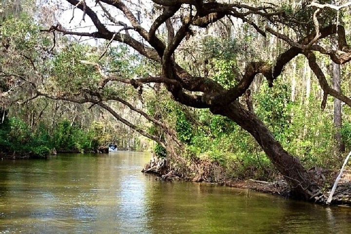 Live Oak in Dora Canal