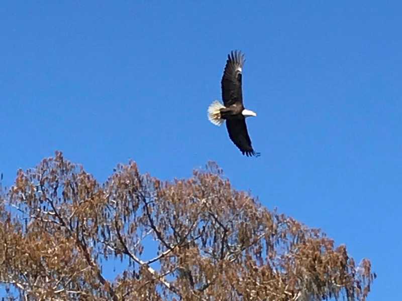 Bald Eagle in flight over Lake Dora