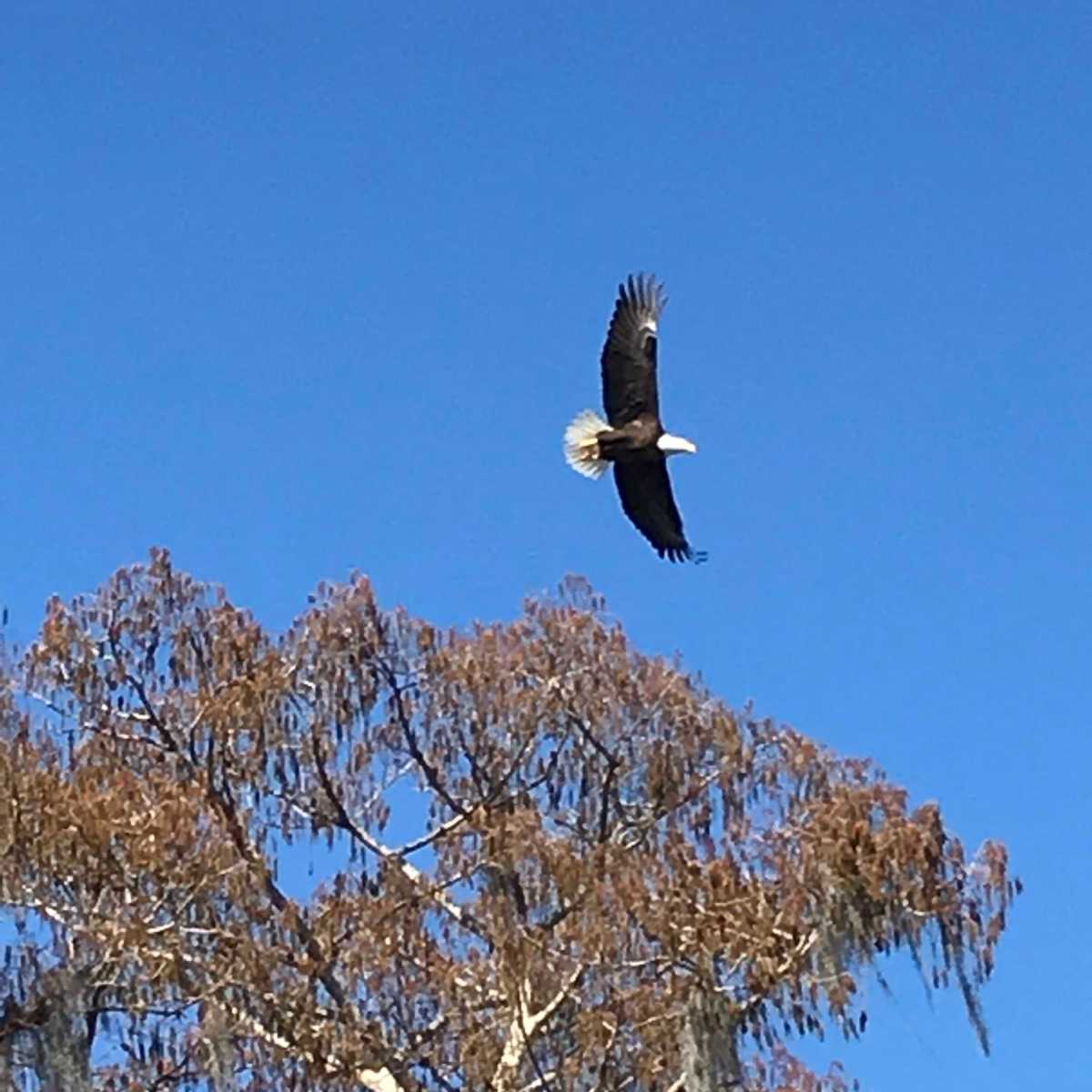 Bald Eagle in flight over Lake Dora