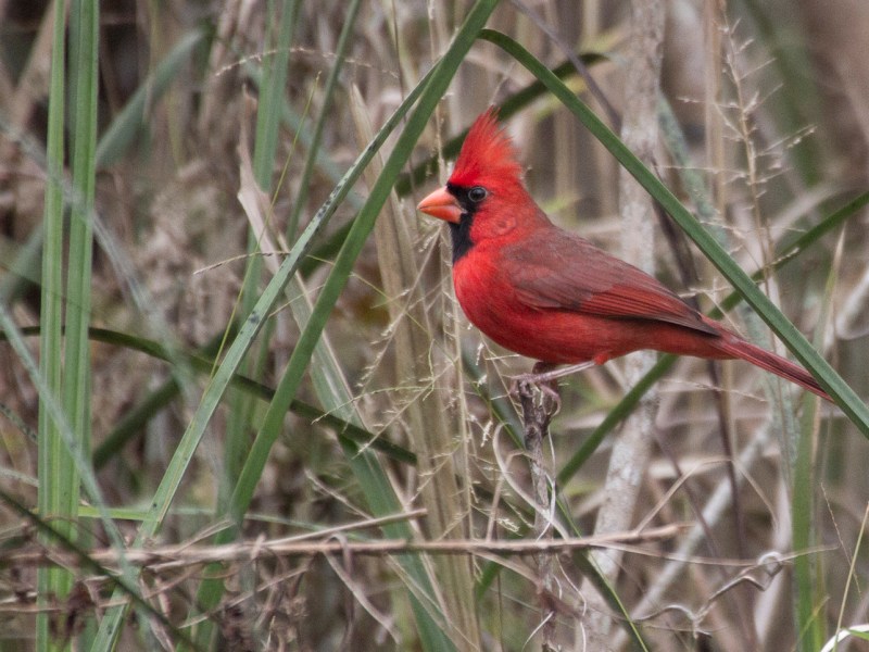 Northern Cardinal on Lake Beauclair