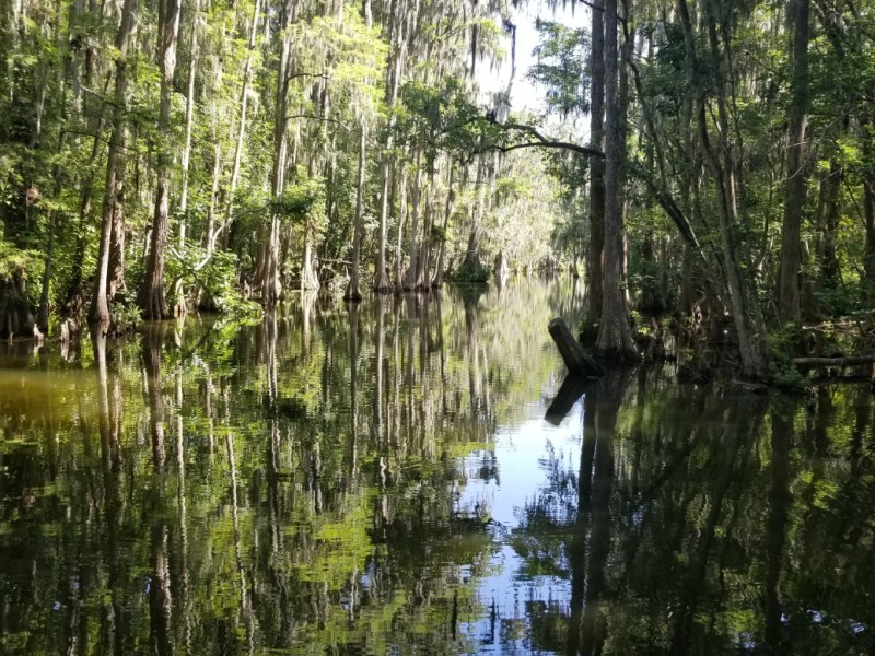 View of Central Florida Swamps