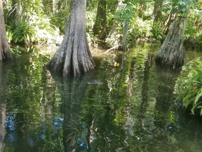 Alligator sitting in the swamp