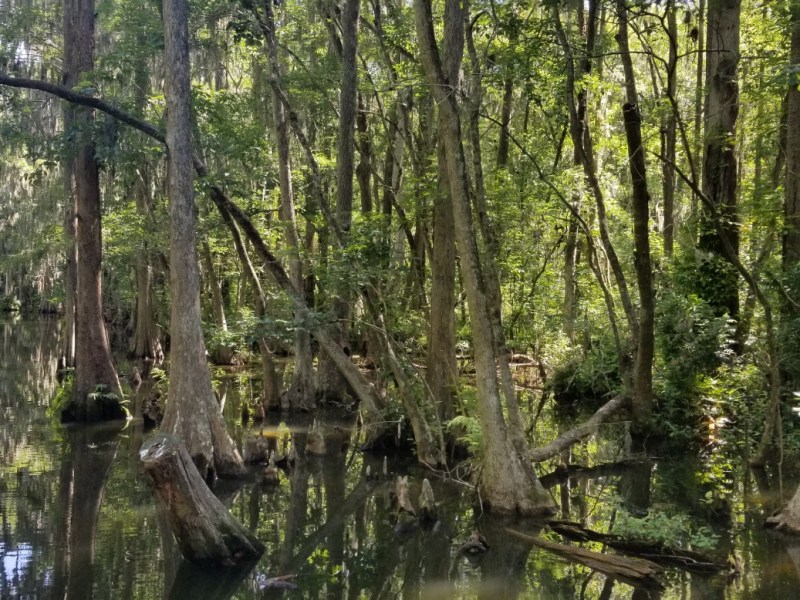 Dora Canal in Tavares, FL