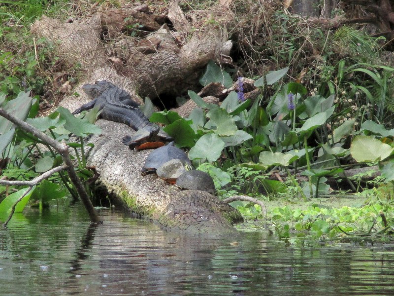 Gator sunning on a log with Red-bellied and River Cooter Turtles on Dora Canal in Tavares, FL
