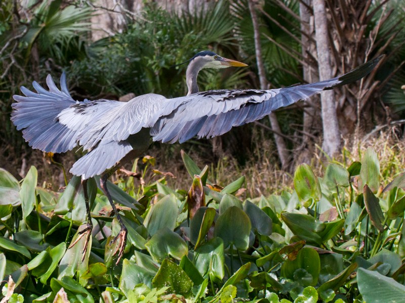 Great Blue Heron landing in the Pickerel Weed on Lake Dora