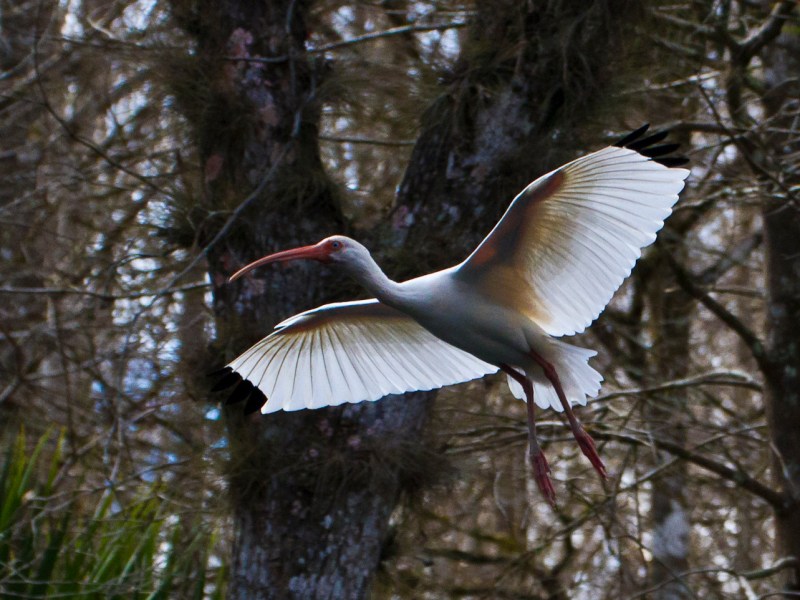 White Ibis with see-thru wings flying past us on the Dora Canal cruise