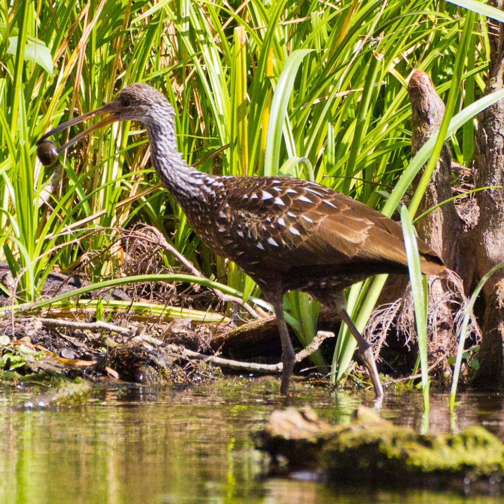 Limpkin