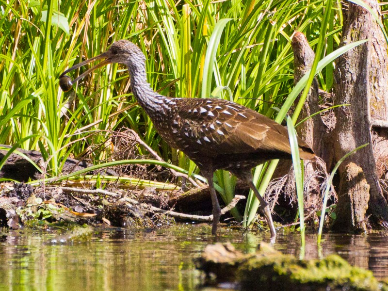 Limpkin with an Apple Snail on the shoreline of Lake Dora