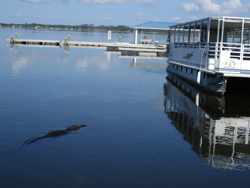 American Alligator swimming by the tour boat Tiki that has an Alligator logo on it