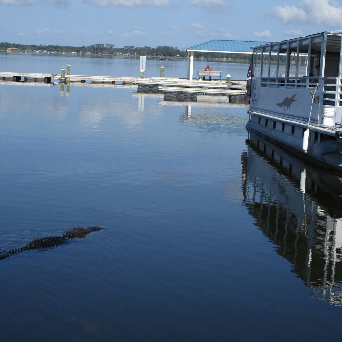 American Alligator swimming by the tour boat Tiki that has an Alligator logo on it