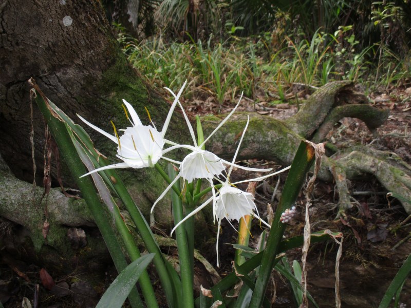 Spider Lily on the Dora Canal cruise with Rusty Anchor Mount Dora