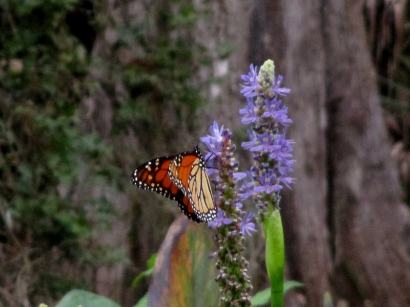 Monarch Butterfly on purple Pickerel Weed