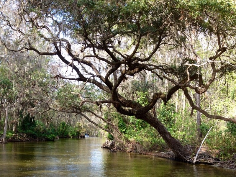 Beautiful Oak Tree in Dora Canal with Rusty Anchor Mount Dora