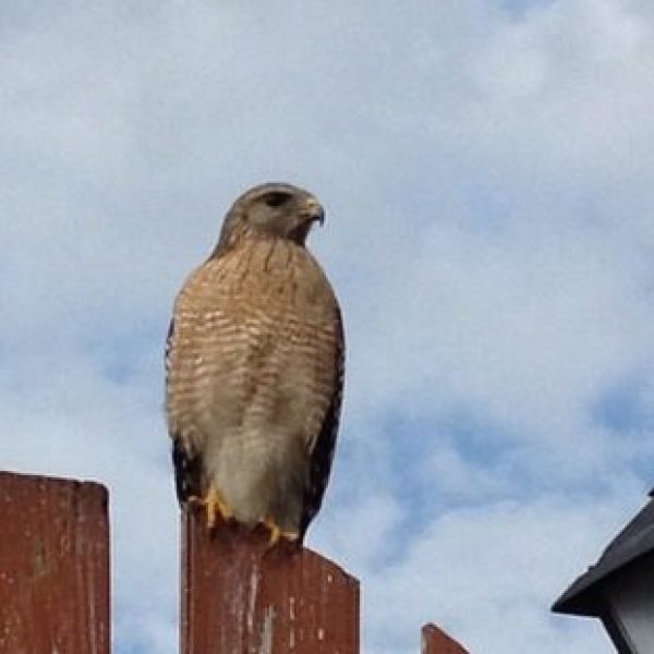 Red-shouldered Hawk