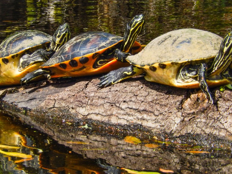Red-bellied and River Cooter Turtles on a log together