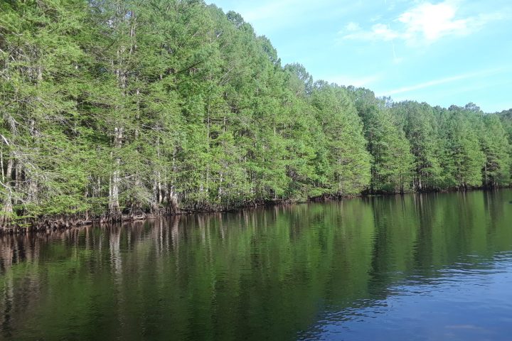 The Cypress Trees along the Ocklawaha River